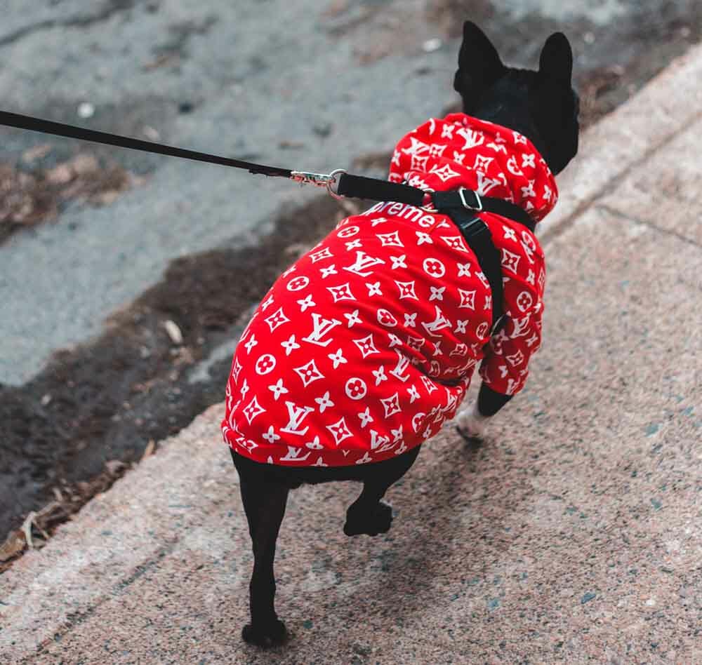 Is Supreme Louis Vuitton? Dog wearing a Supreme and Louis Vuitton red jacket
